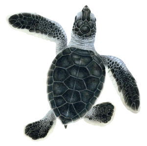 Green Turtle