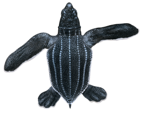 Leatherback turtle