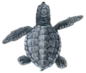 Olive Ridley