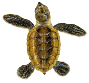 Protected Hawskill turtle